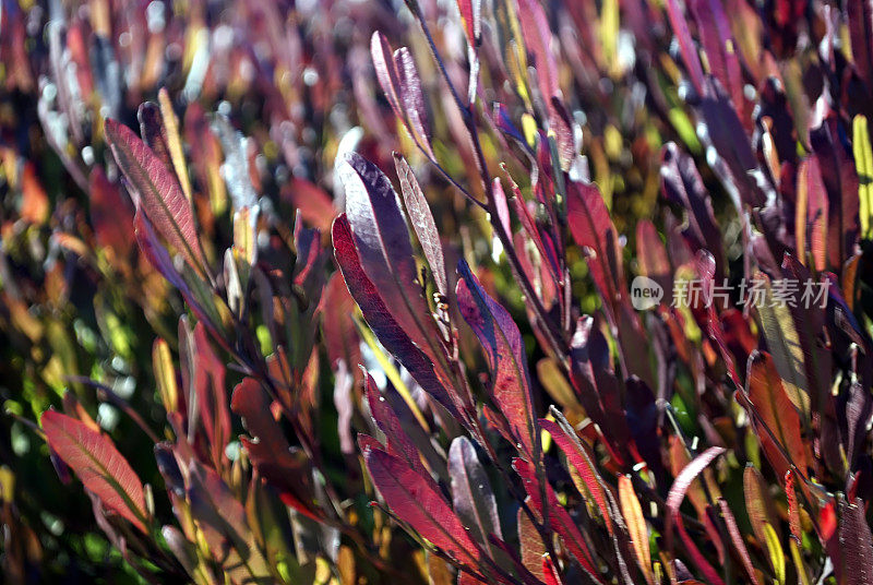 Dodonaea Viscosa 'Purpurea'(紫叶啤酒花灌木)或Akeake